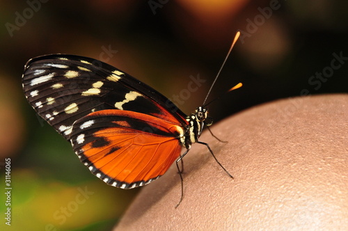Golden Helicon Butterfly © Doug Schnurr