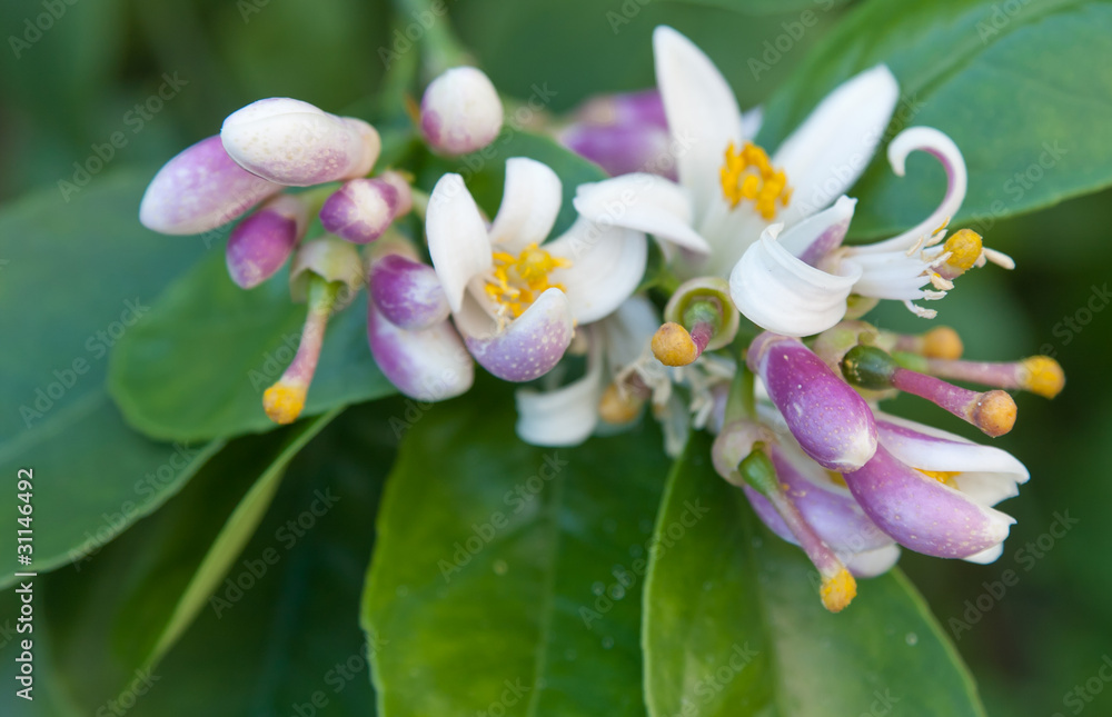 fleurs de citronnier Photos Adobe Stock