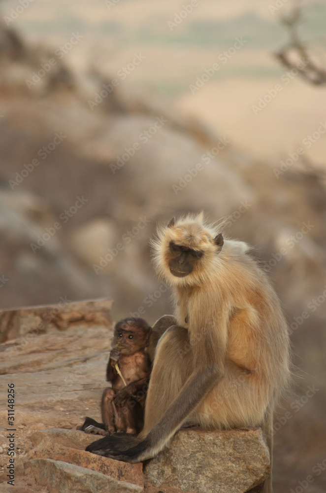 Fototapeta premium Singe sauvage avec son bébé - Inde