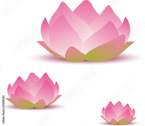 fleurs de lotus
