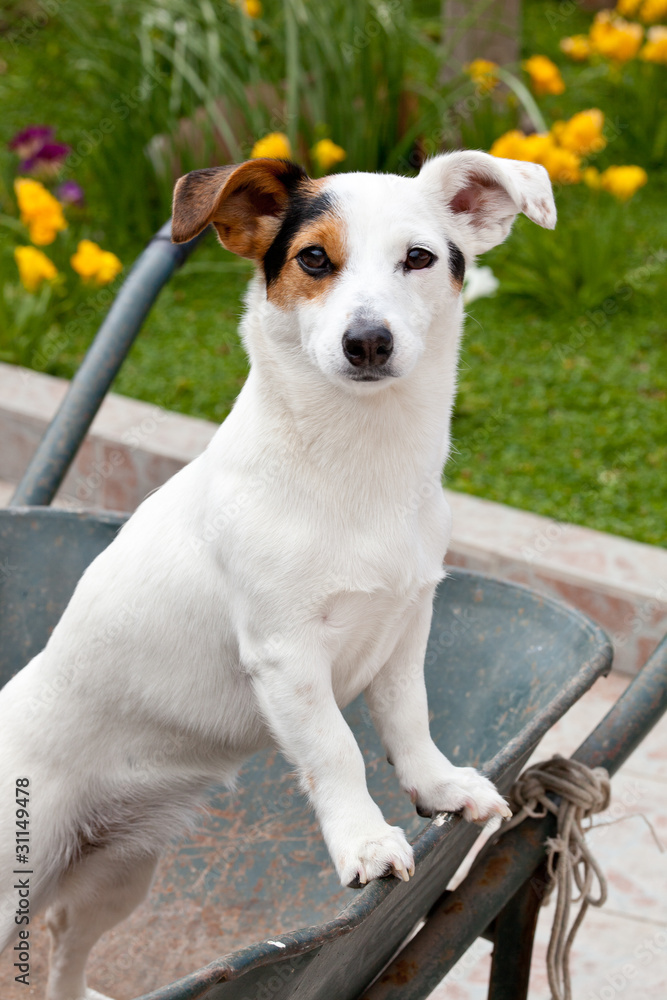 Obraz premium Ritratto Jack Russell