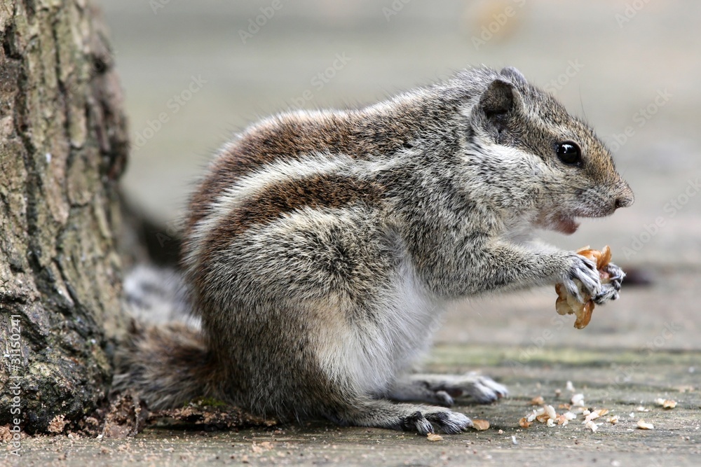 Three-striped Palm Squirrel Three-striped Palm Squirrel