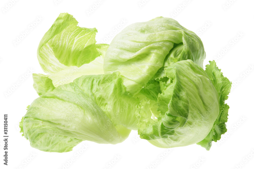 Iceberg Lettuce Iceberg Lettuce