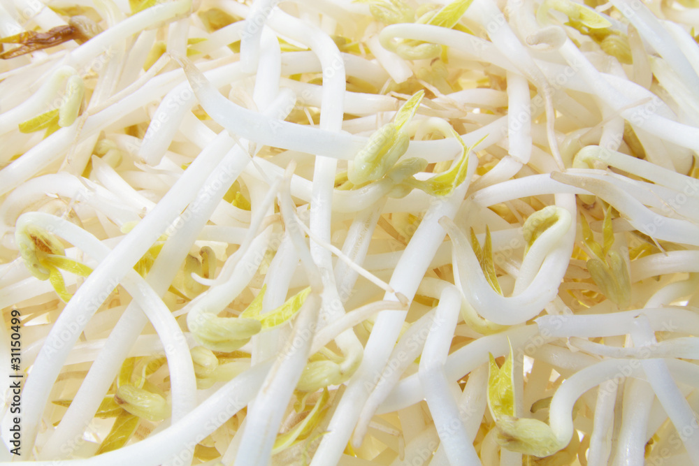 Bean Sprouts