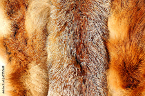 The fox fur photo