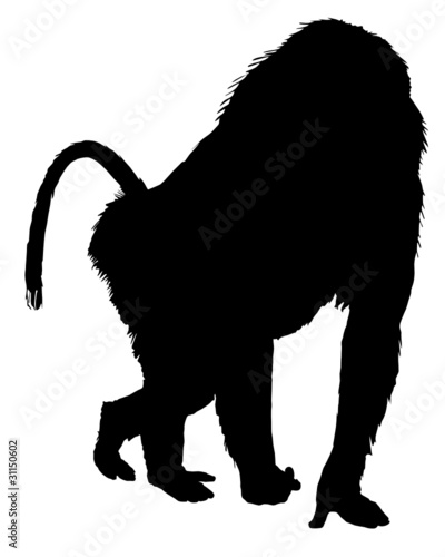 Pavian Silhouette