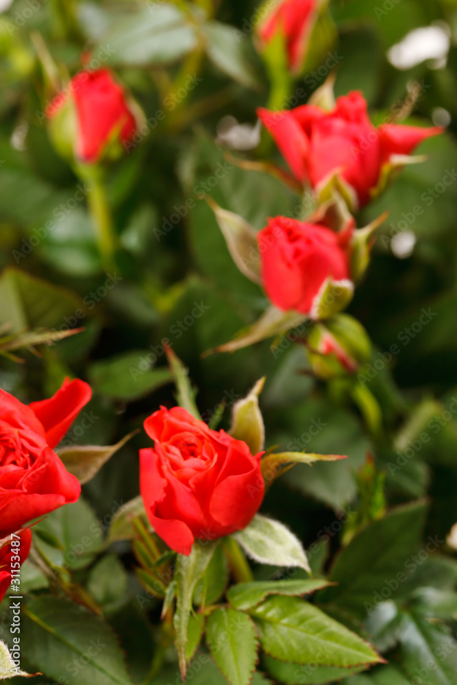 Red roses in a pot