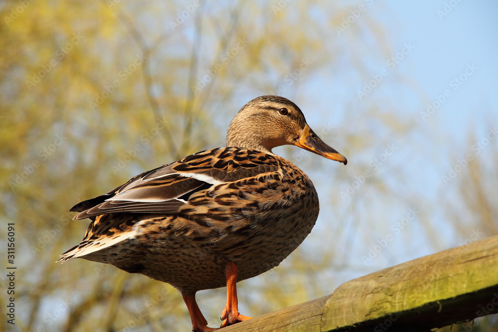 Fototapeta premium Female Mallard, or wild duck (Anas platyrhynchos)