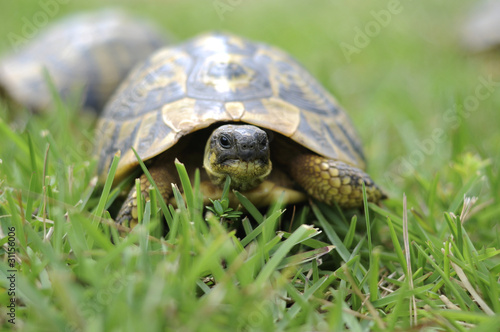 A tortoise walking through some tall grass