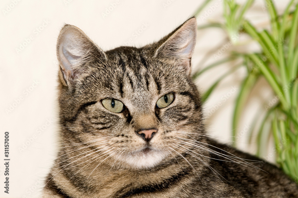 Getigerter Kater Getigerter Kater