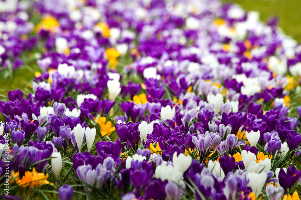Flowerbed with colorful springcrocus Flowerbed with colorful springcrocus