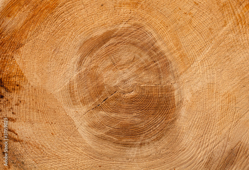 Cross section of a tree