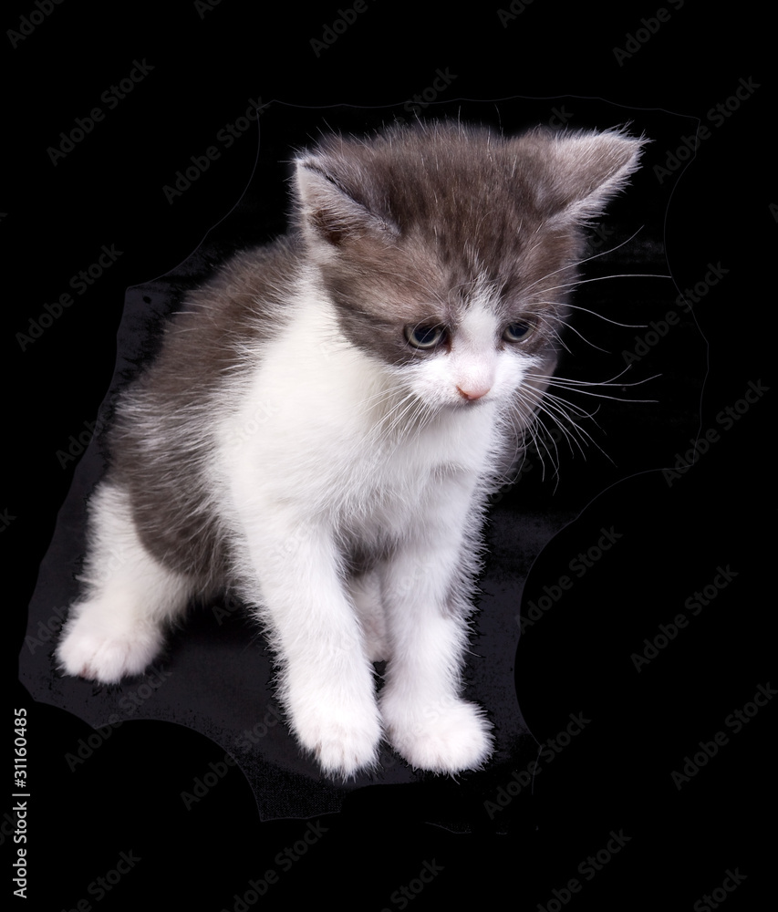 Kitten on a black background .. Kitten on a black background ..