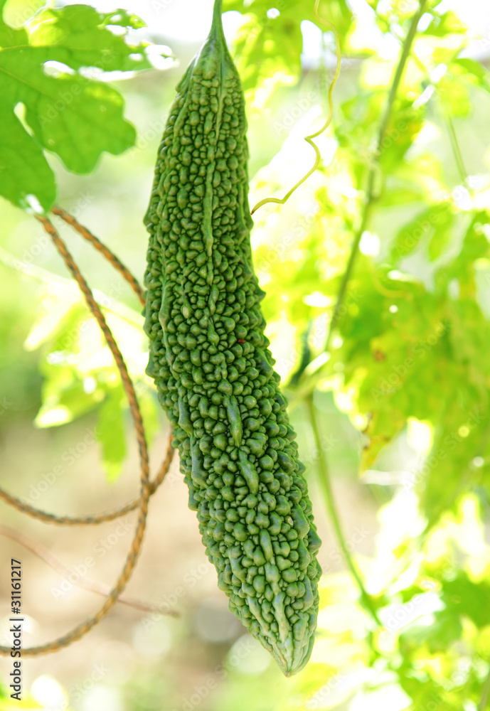 bitter melon on vine bitter melon on vine