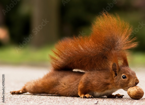Eichhörnchen mit Walnuss - Red squirrel with walnut © Sven Petersen