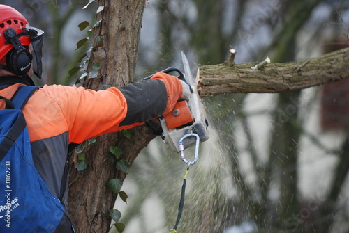 Baumkletterer Baum fällen
