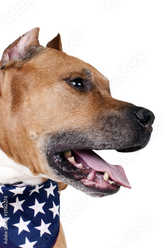 American Staffordshire Terrier