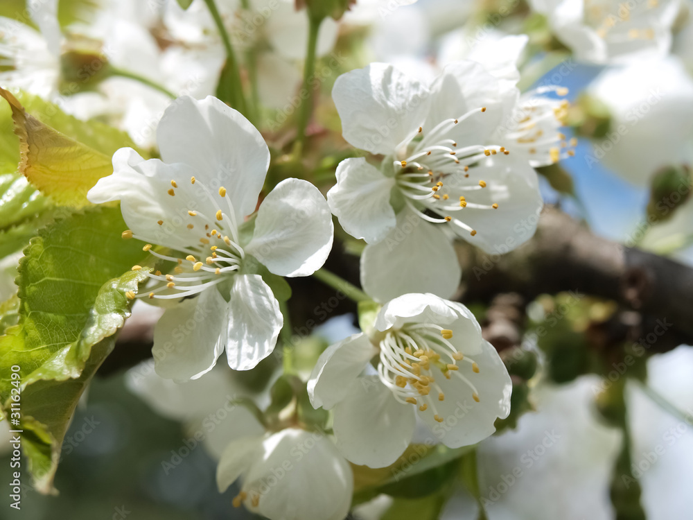 cherry flower cherry flower