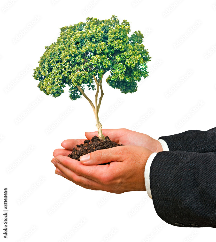 Tree in palms as a symbol of nature protection Tree in palms as a symbol of nature protection