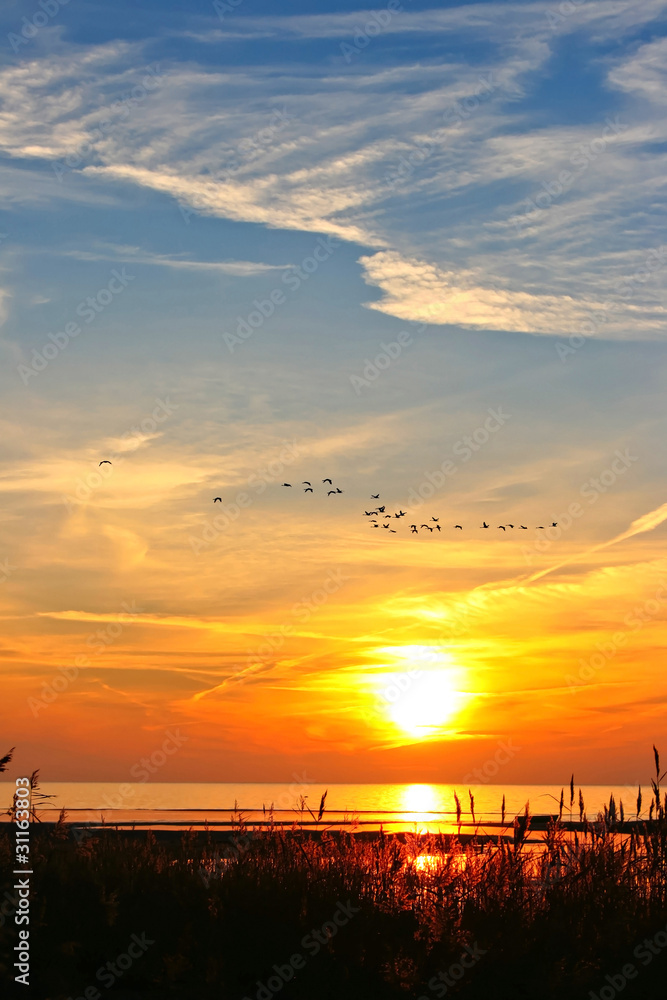 Naklejka premium Magnificent sunset with flying birds