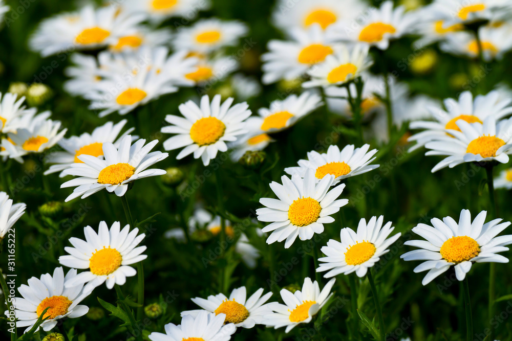 Daisy Daisy