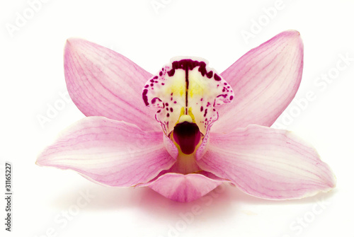 Fototapeta Naklejka Na Ścianę i Meble -  Orchid