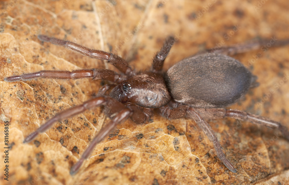 Stealthy ground spider (Gnaphosidae) sitting on leaf Stealthy ground spider (Gnaphosidae) sitting on leaf
