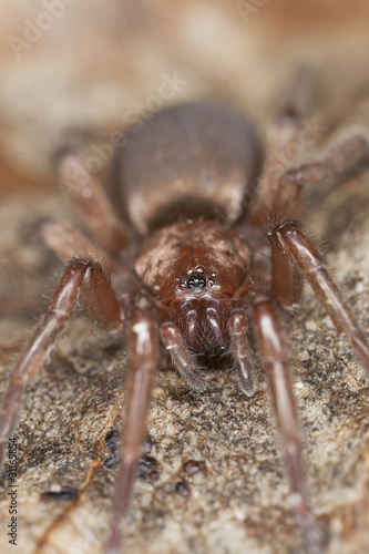 Stealthy ground spider (Gnaphosidae) sitting on leaf