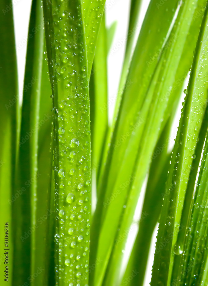 grass grass