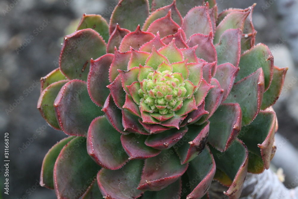 Dickblattgewaechs aeonium percarneum Dickblattgewaechs aeonium percarneum