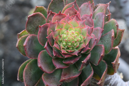 Dickblattgewaechs aeonium percarneum