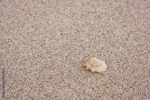 Seashell. © Eskymaks