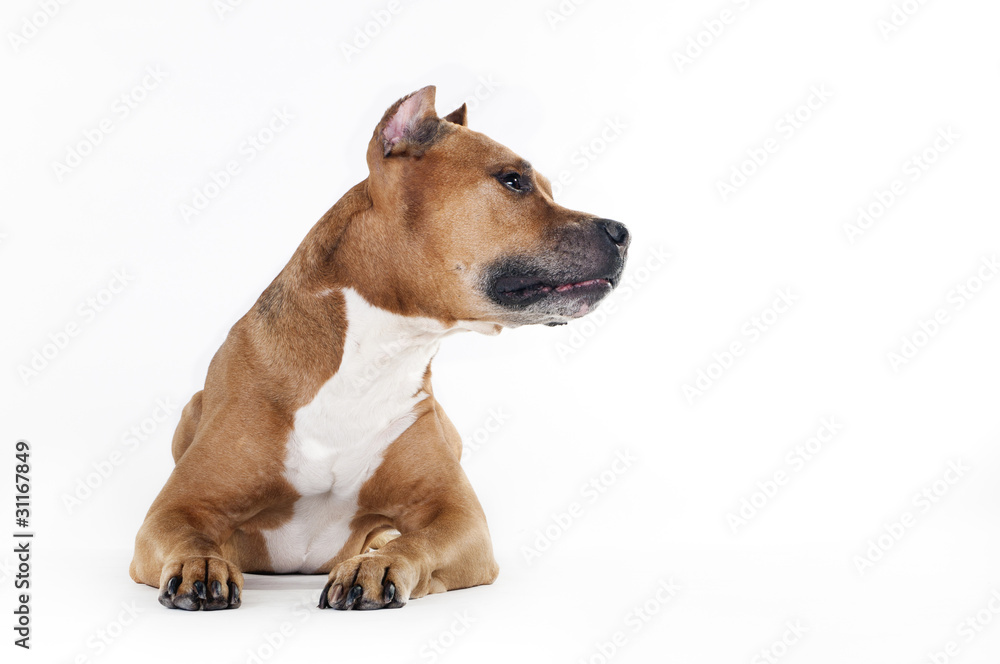 American Staffordshire Terrier American Staffordshire Terrier
