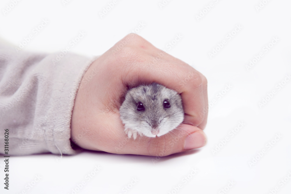 Hamster russe Hamster russe