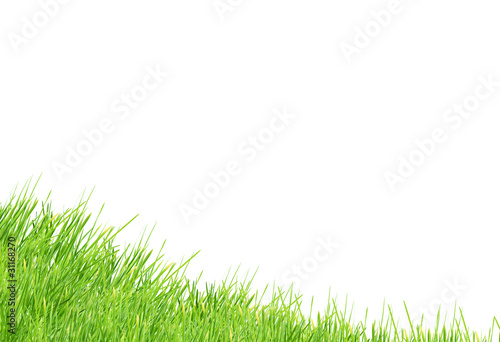 Isolated green grass