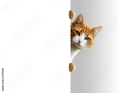 Fototapeta Naklejka Na Ścianę i Meble -  Verspielte Katze