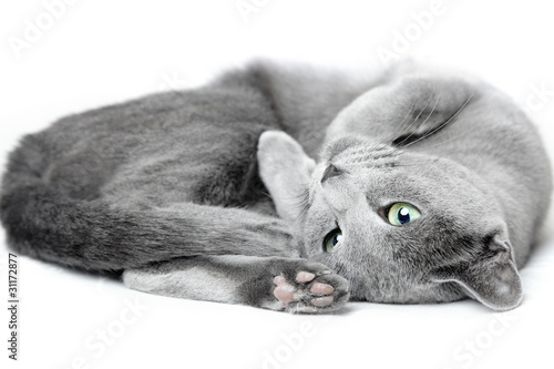 Russian blue cat