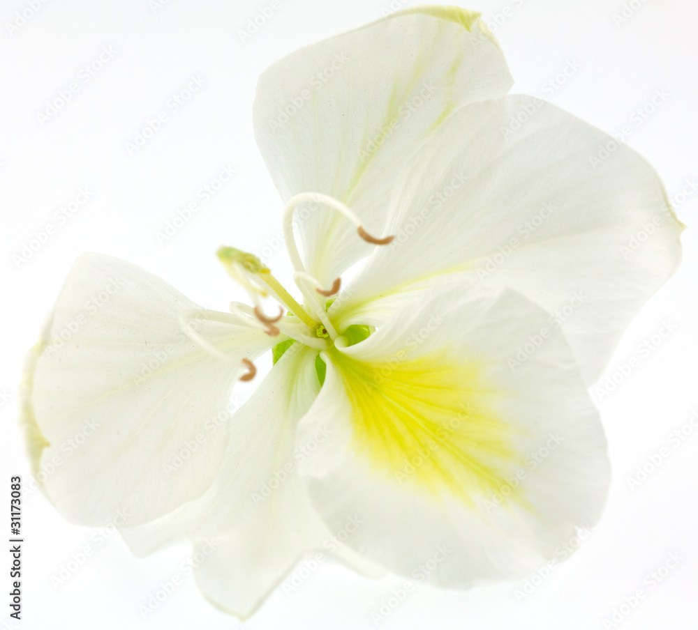 fleur blanche de bauhinia, l'arbre orchidée