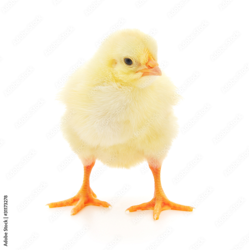 Obraz premium Mały kurczak