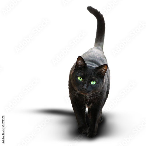 Schwarze Katze
