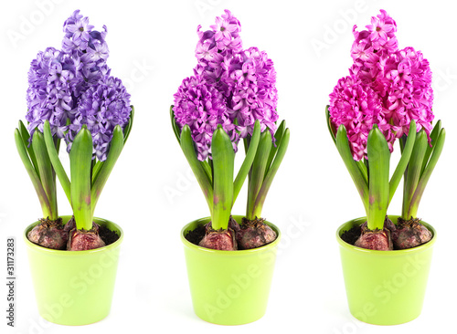 spring hyacinth flower in pot