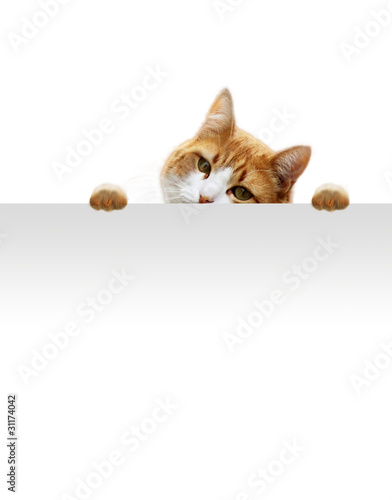 Fototapeta Naklejka Na Ścianę i Meble -  Verspielte Katze