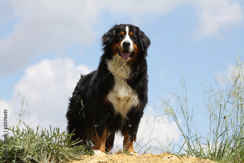 bouvier bernois - bernese mountain dog
