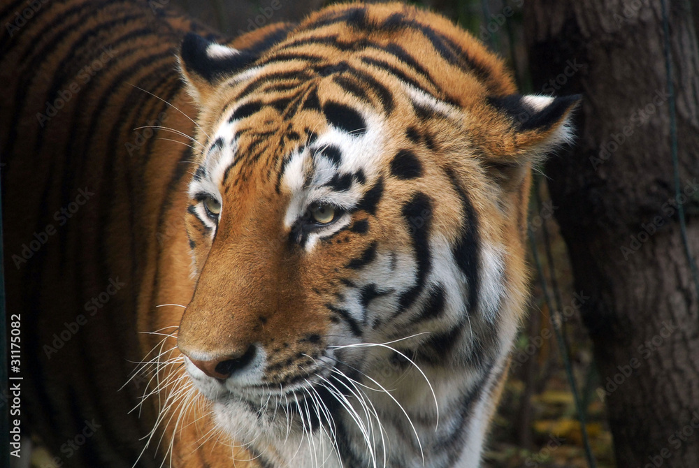 Fototapeta premium Tigre de bengala