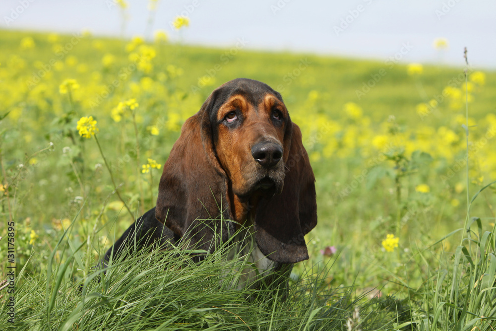 basset hound assis dans le champ