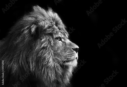 Stunning facial portrait of male lion on black background in bla