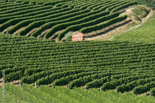 Obraz na płótnie vignes Saint Mont