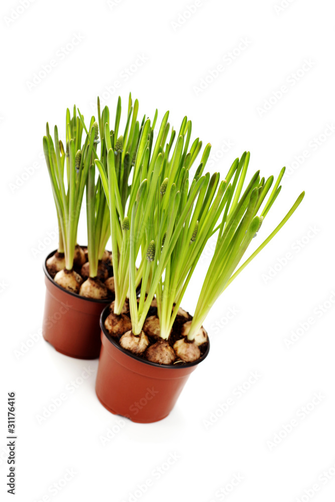 muscari buds muscari buds