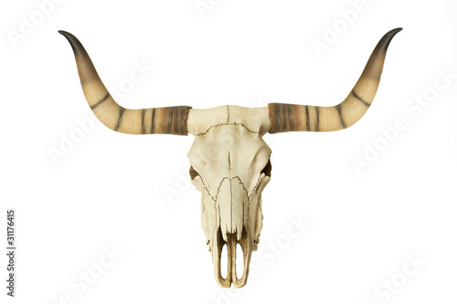Goat Skull isolated on white