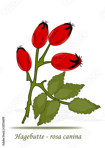 Hagebutte Illustration